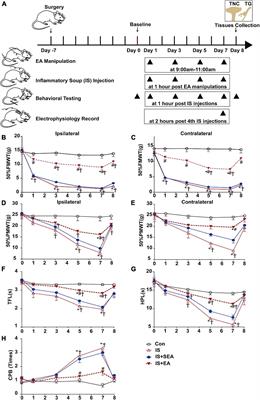 Determining 5HT7R’s Involvement in Modifying the Antihyperalgesic Effects of Electroacupuncture on Rats With Recurrent Migraine